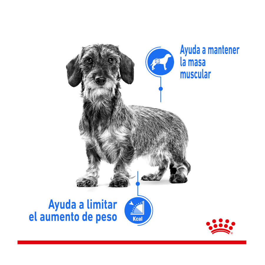2 x 8 kg Royal Canin Mini Light Weight Care pienso para perros &iexcl;Pack ahorro!, , large Imagen numero 5